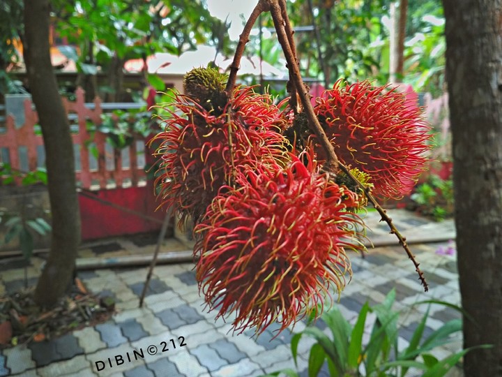 #fruit #rambutan