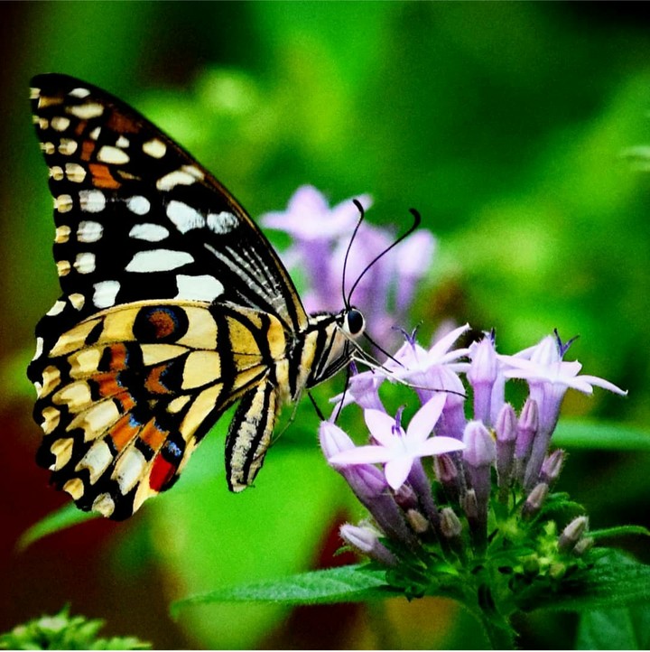 Butterfly