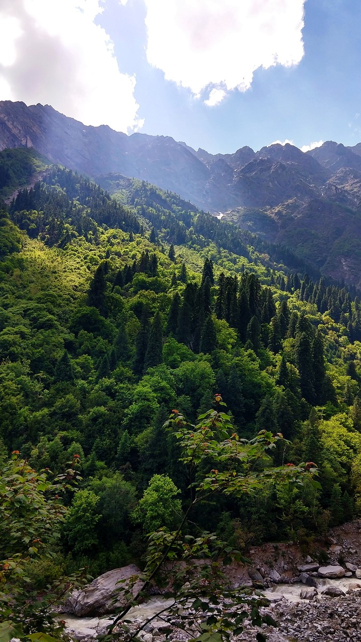 sun light on alpine trees