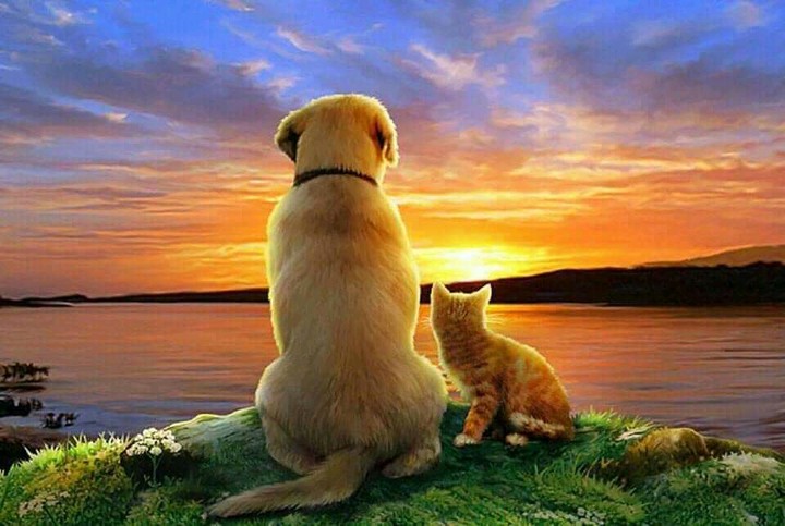 dog cat ♥️