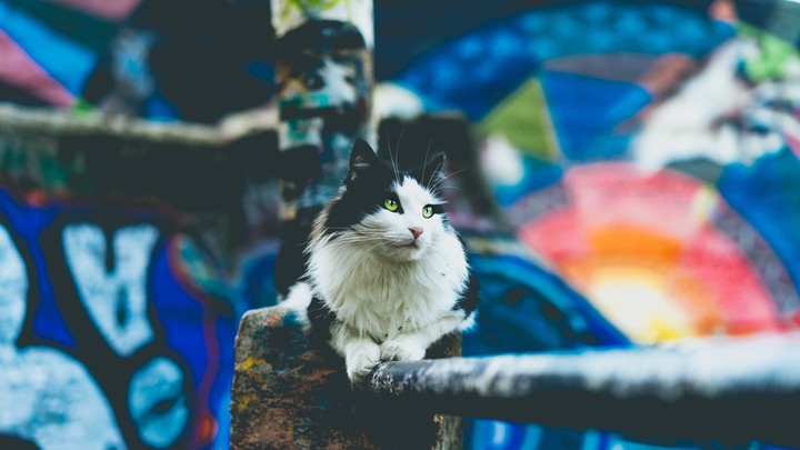 Cat (High-class Quality)