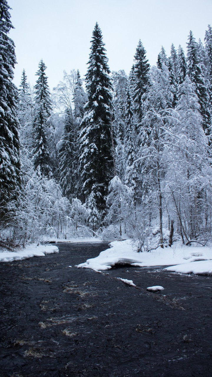 Forest river