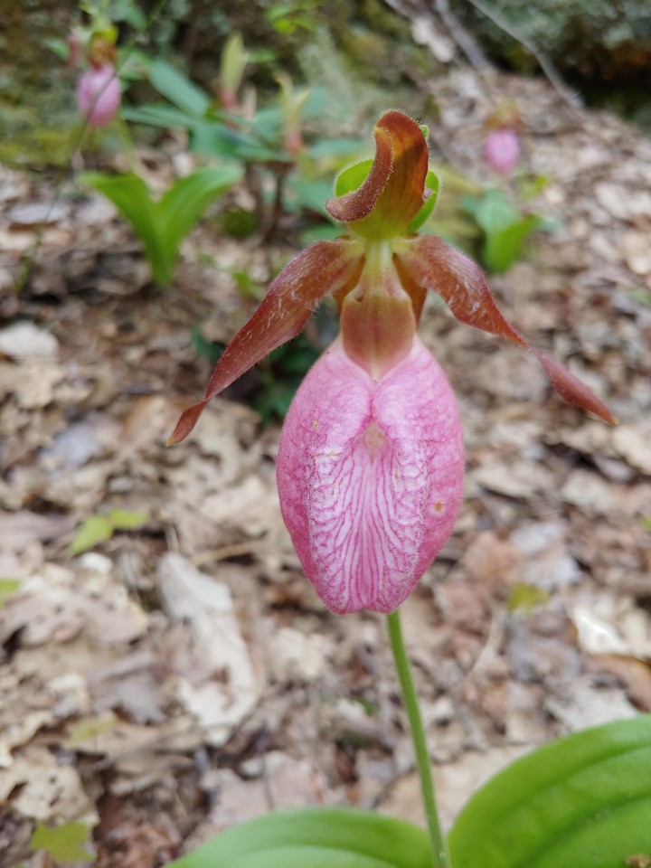 Lady Slipper Orchids