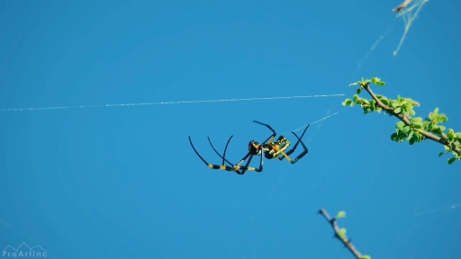 spider