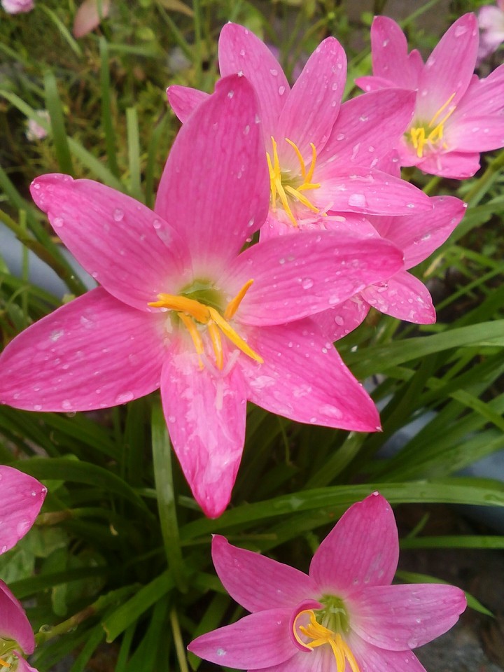 Rain Lily
