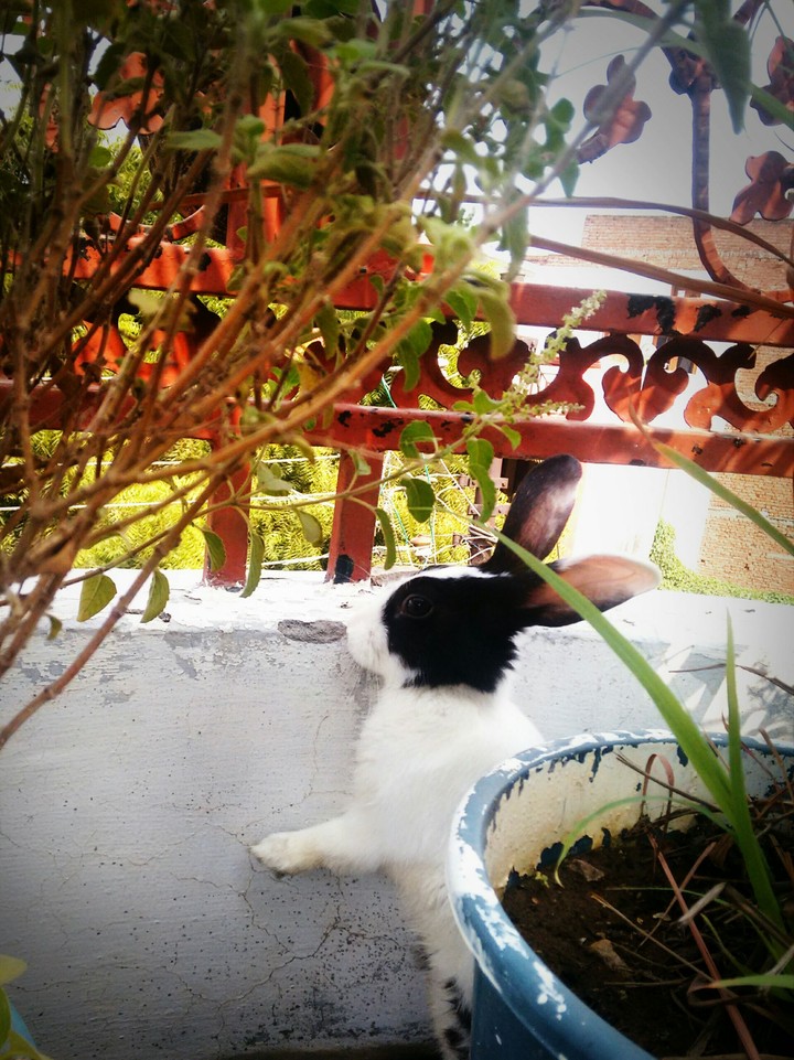 Rabbit ...