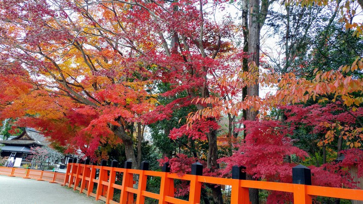 紅葉 Autumn leaves