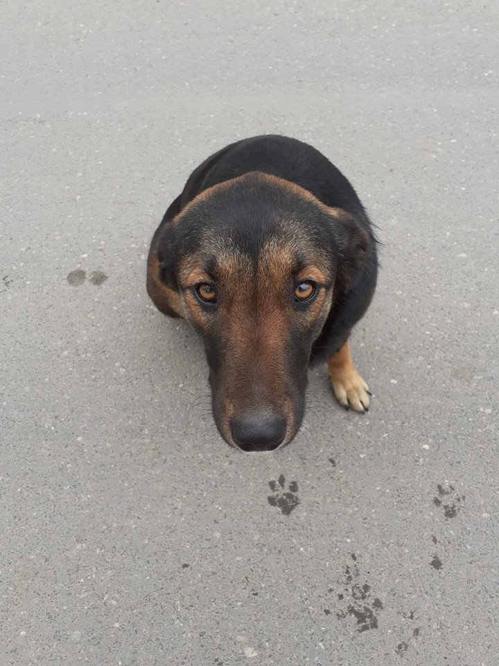 dog