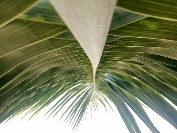 coconut leaf