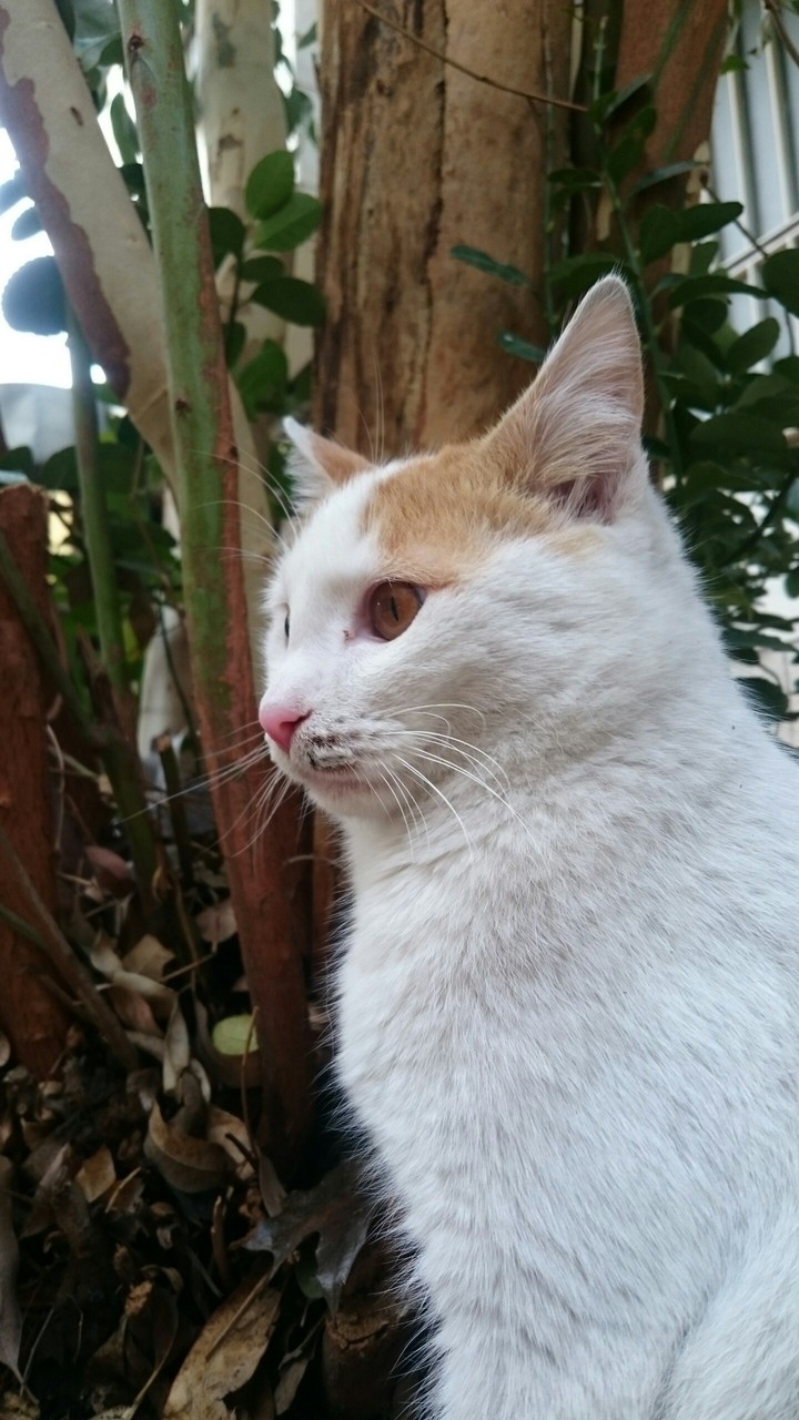 #cat