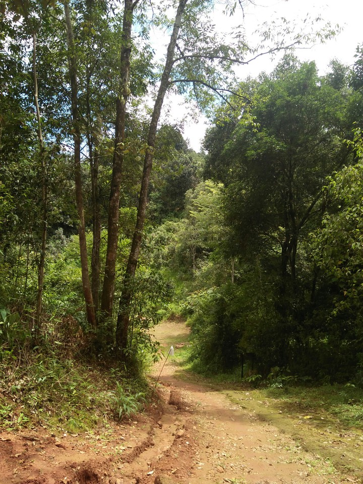 forest