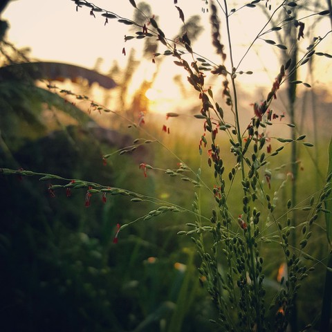 misty morning