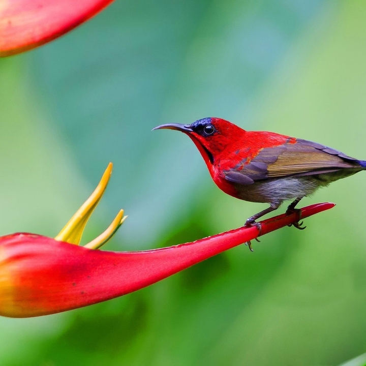 Bird