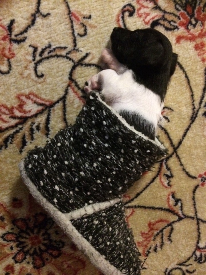 Dog
