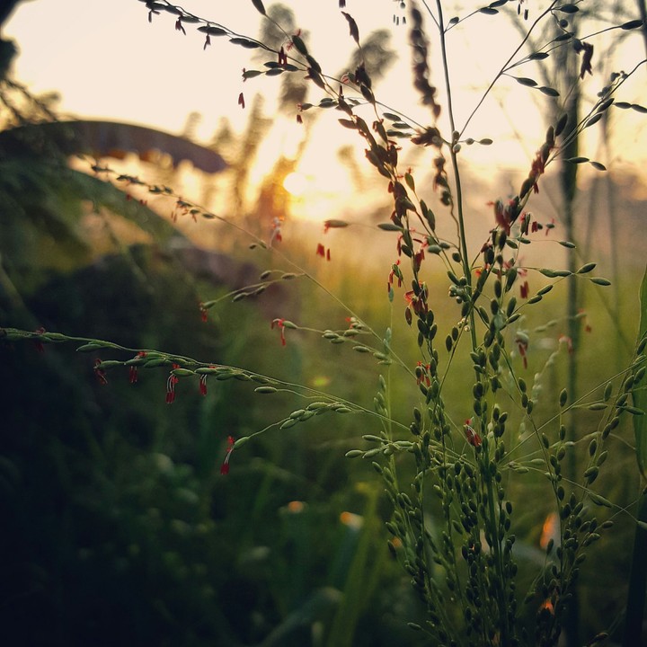 misty morning