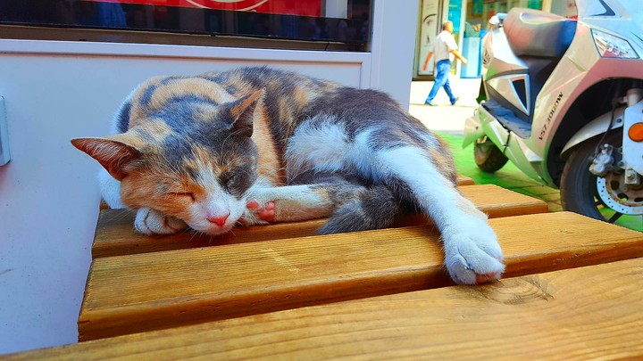 cat