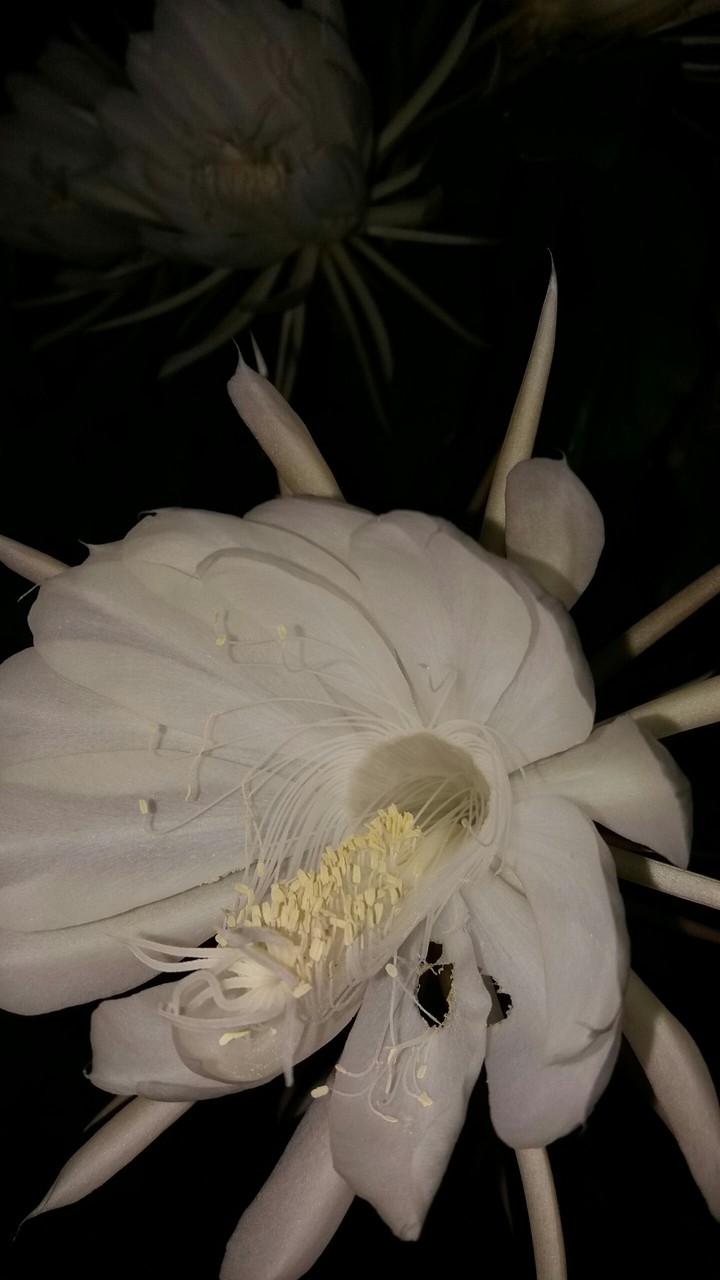 flor dama da noite