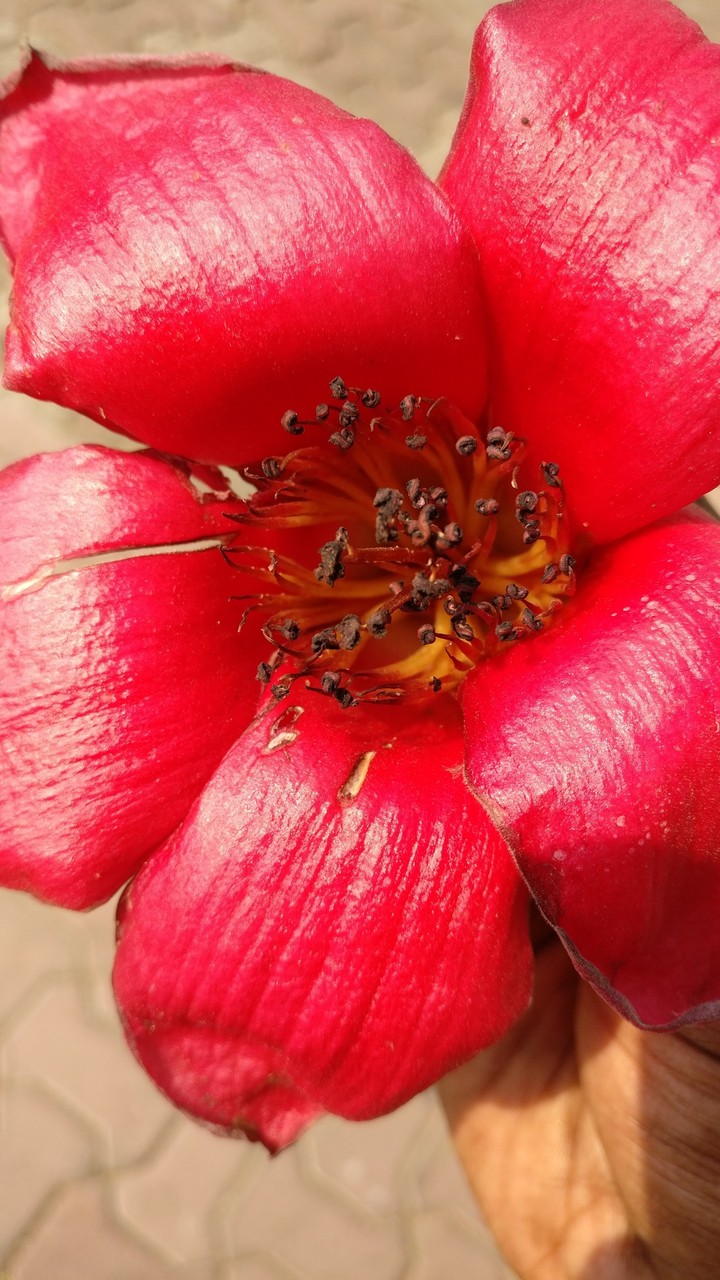 red flower