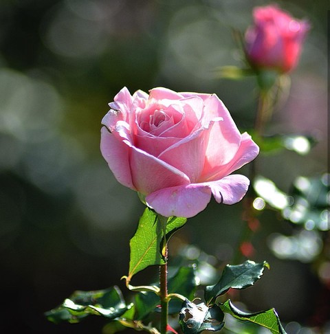 Roses