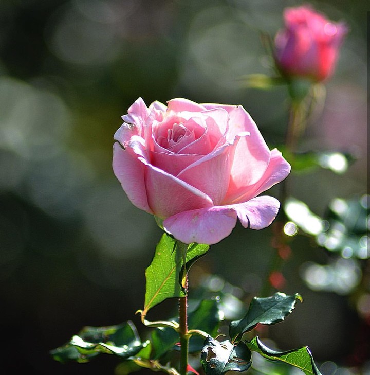 Roses