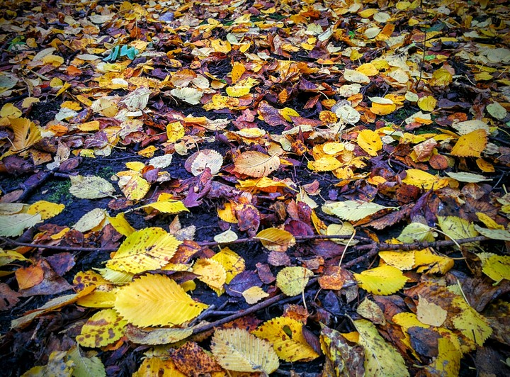 autumn