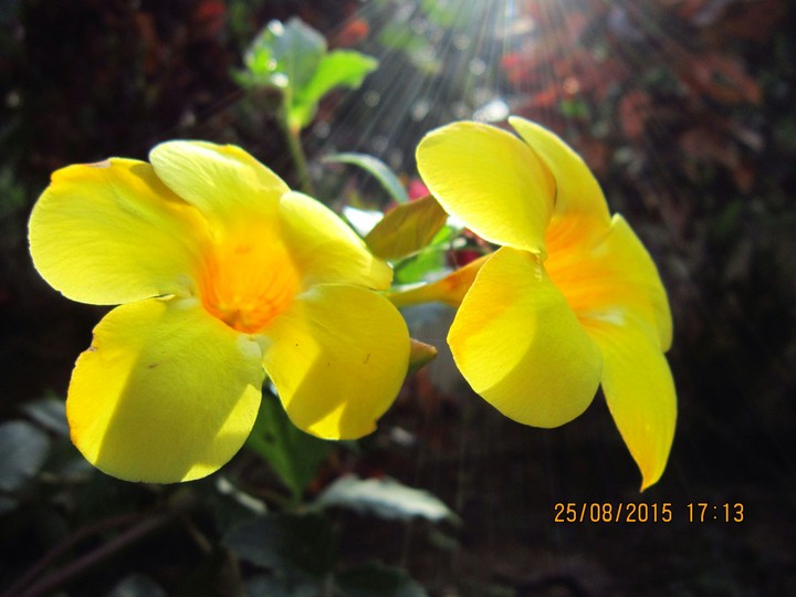 Yellow flower