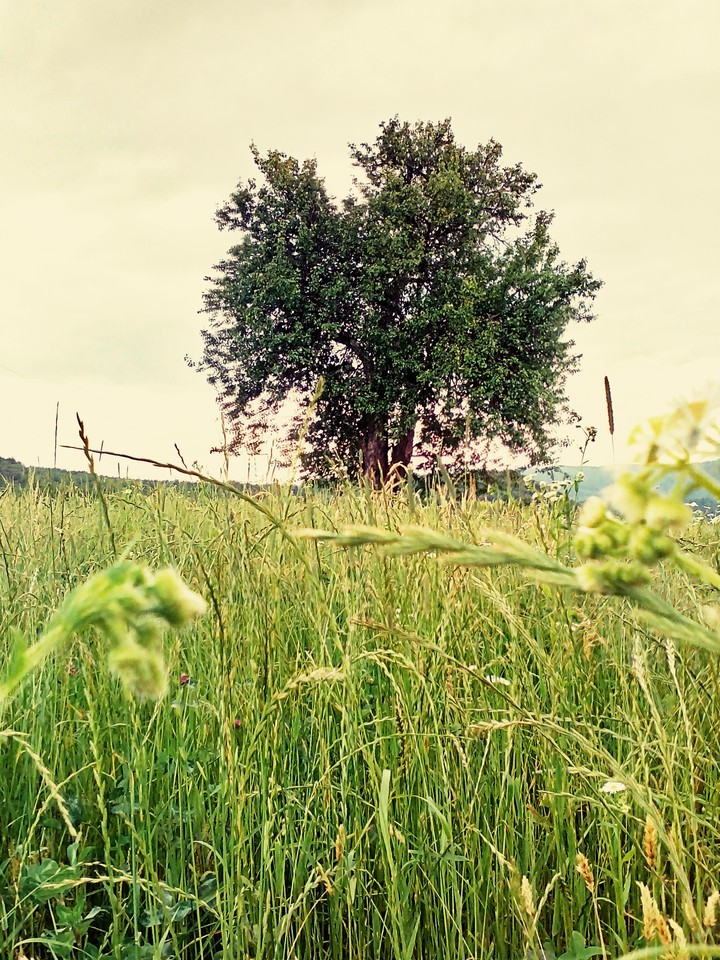 tree