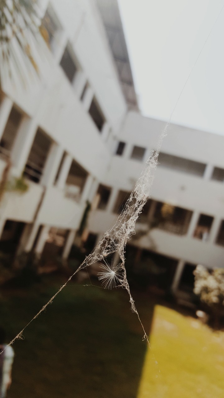 Spider web