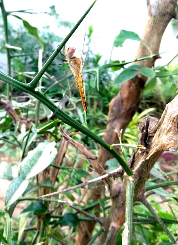 Dragonfly Focus