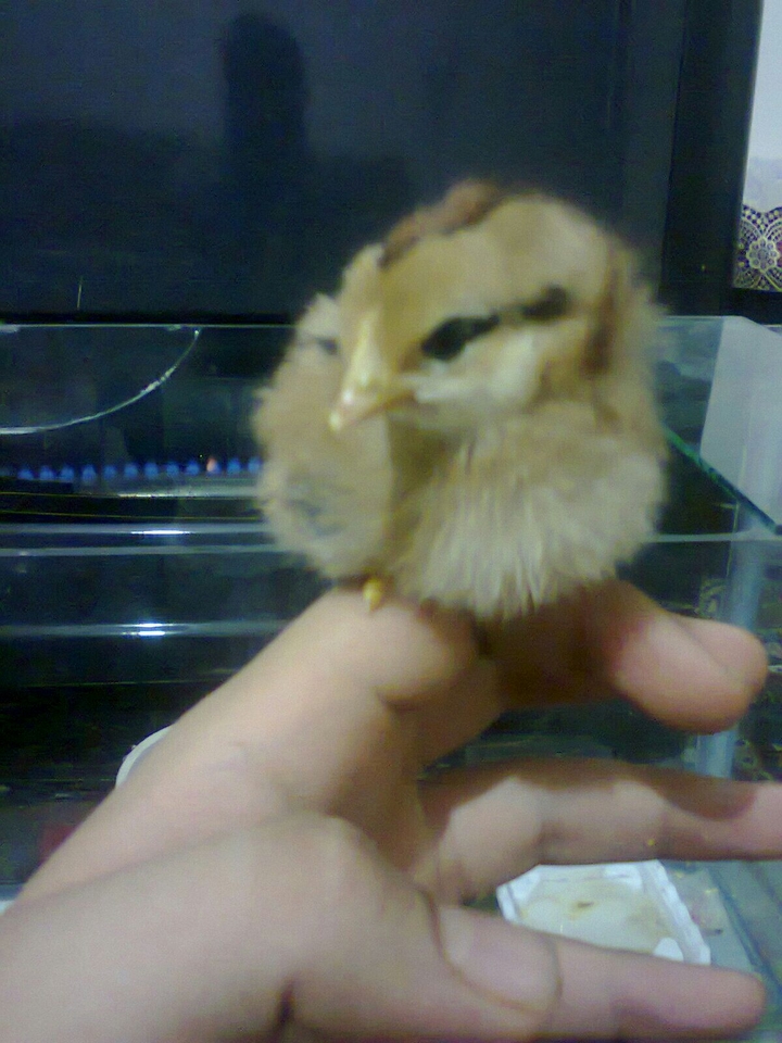 chicken