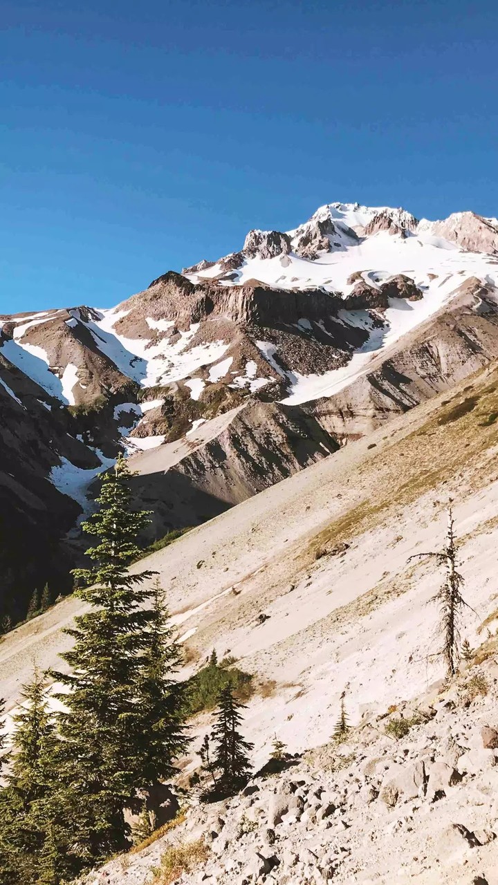 Himalayan