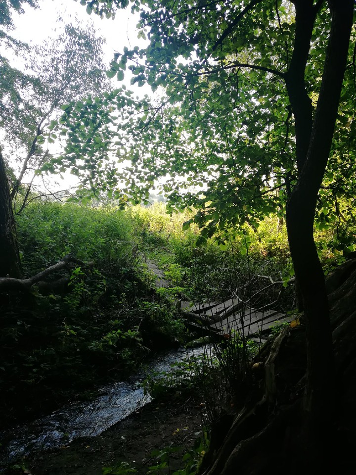 forest