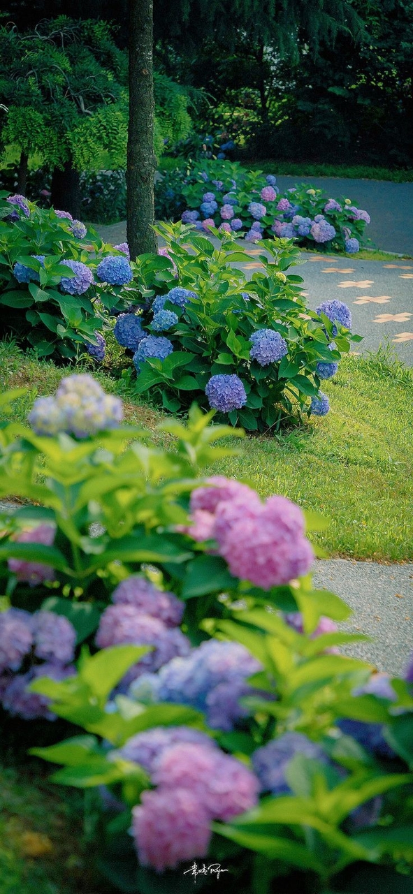 fondos de pantalla groundcover, hill