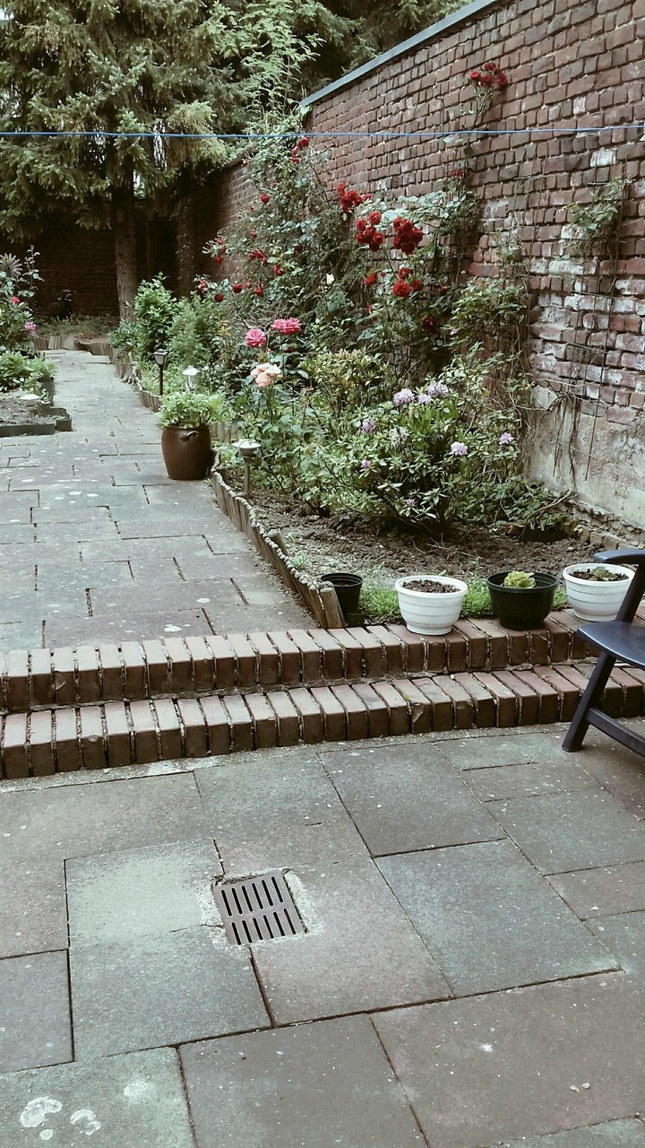 Mein Garten