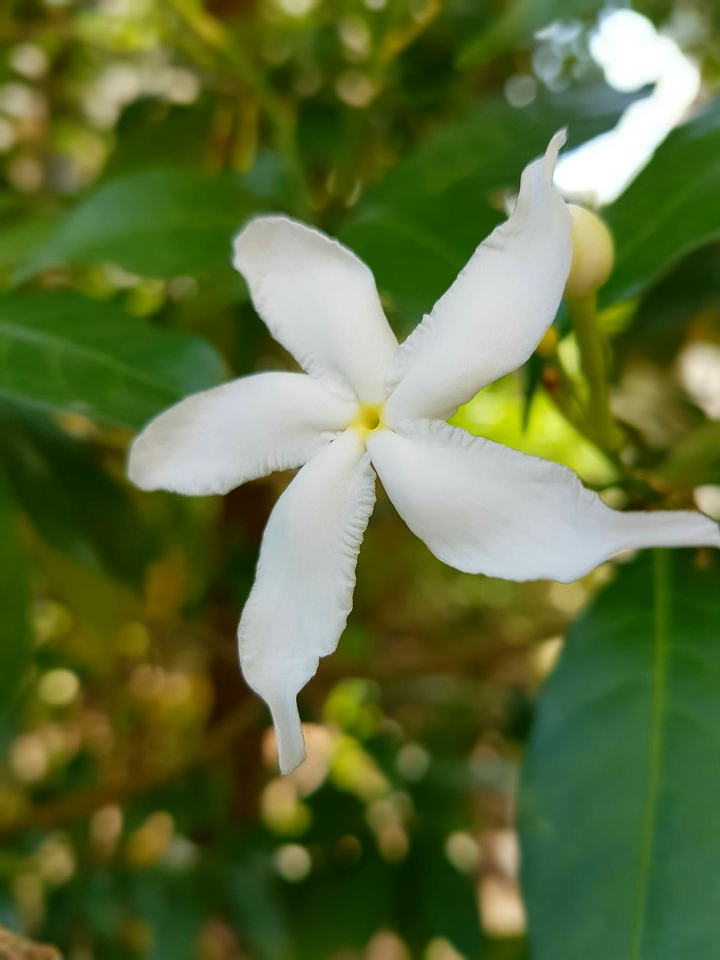 white flower