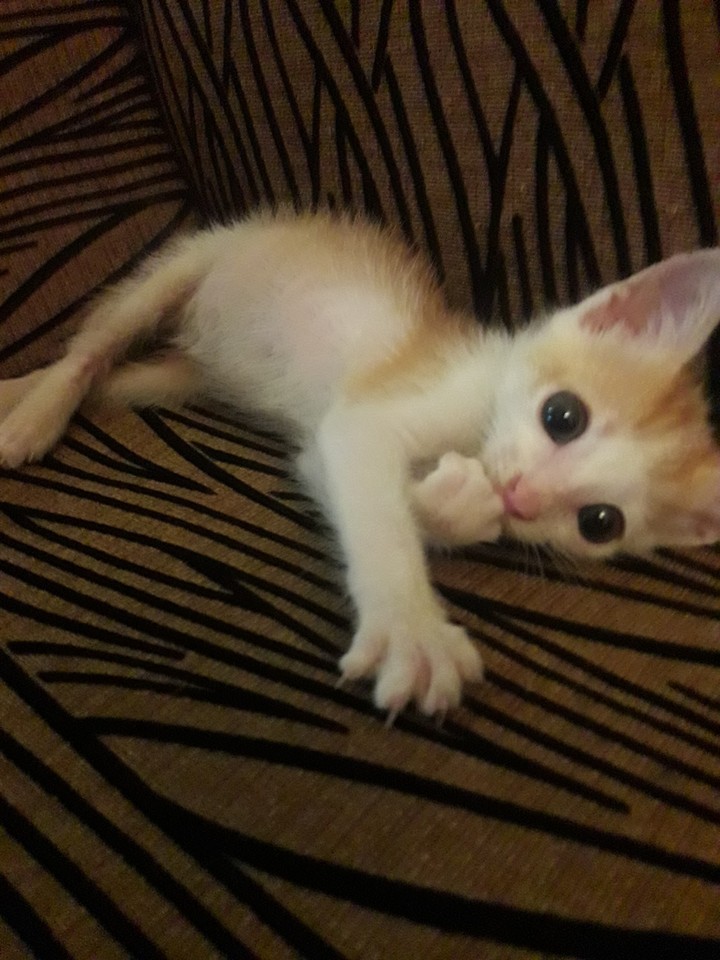 lovely kitten