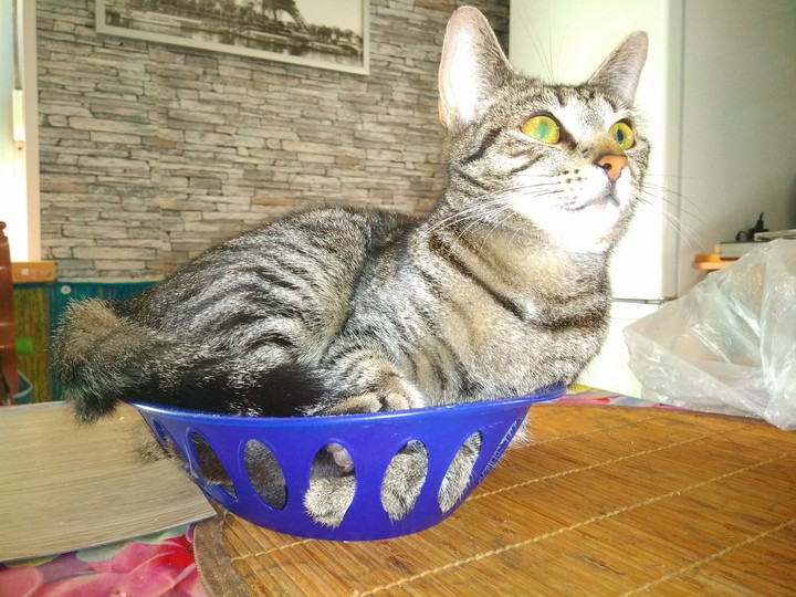 Maja im Körbchen