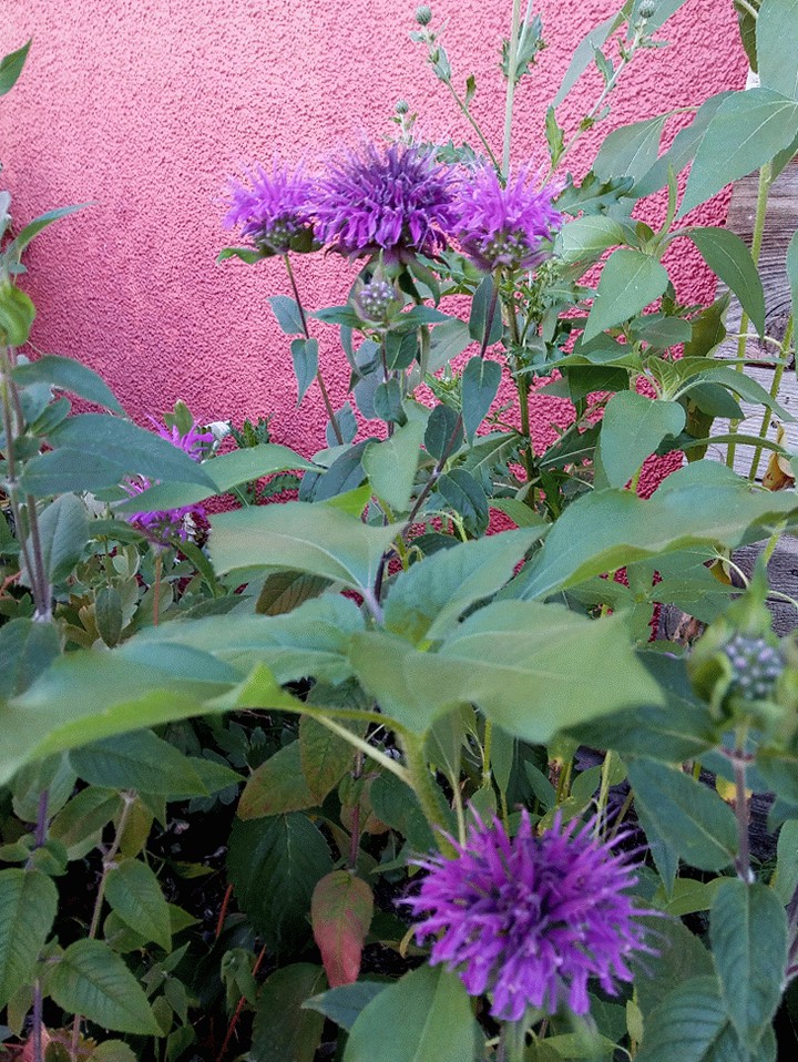 Colors of Nature