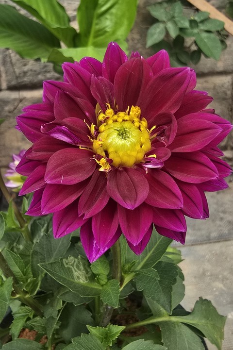 petal, flower wallpapers