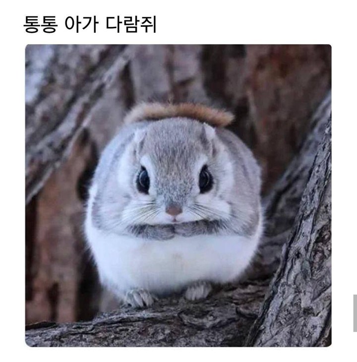 다람쥐