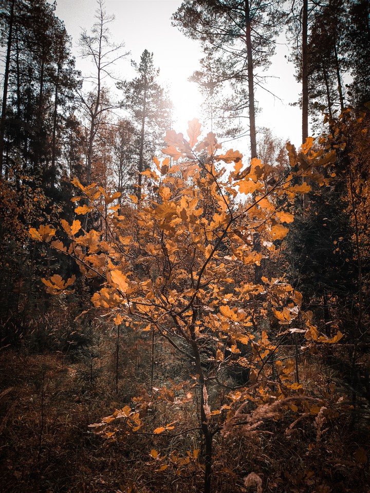 tree