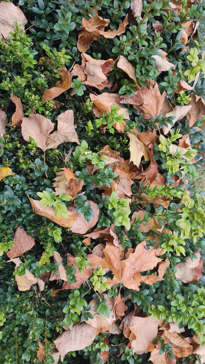 autumn