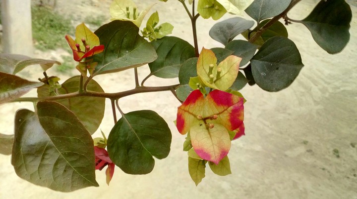 flower