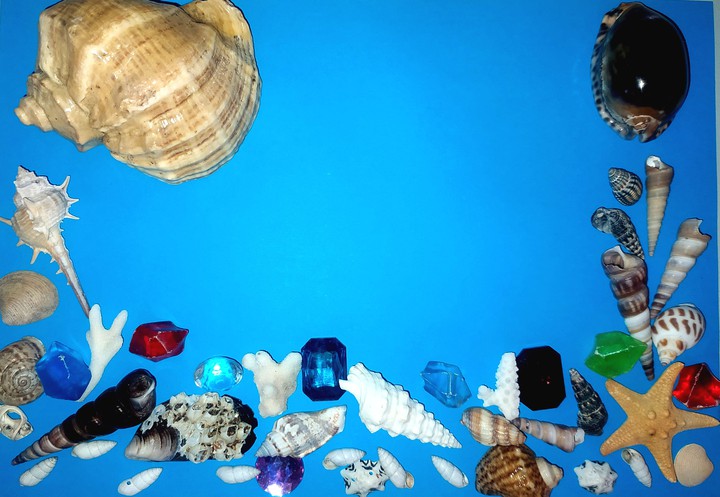 shells blue background
