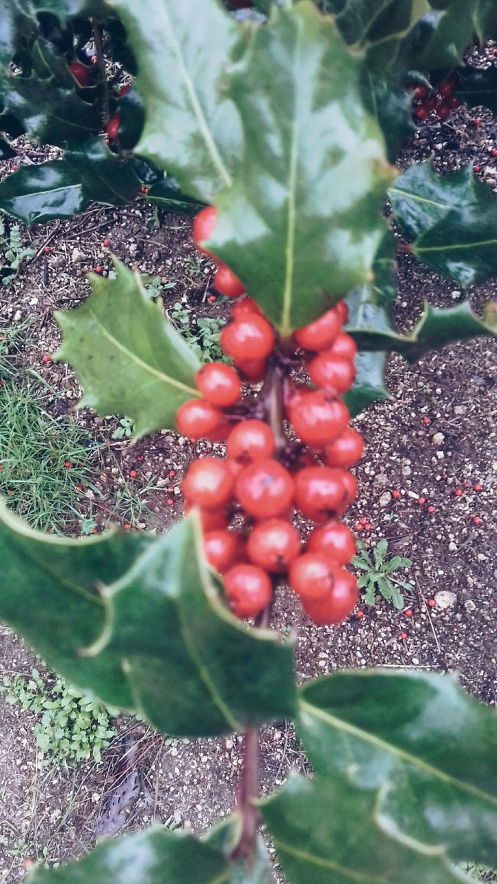 Holly!