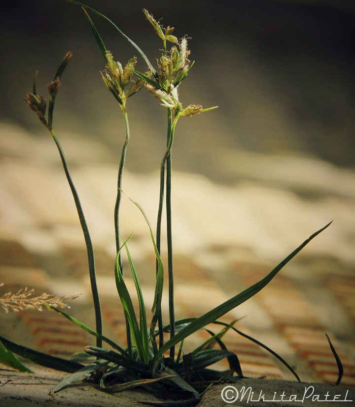 grass
