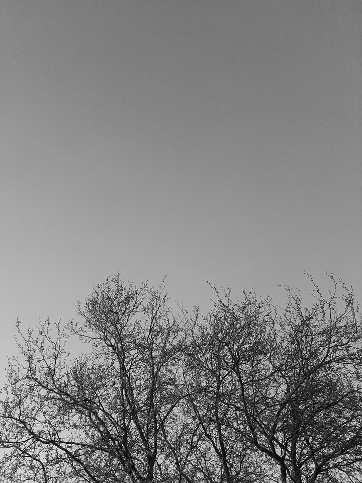 Black tree, remember me.