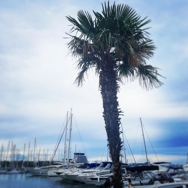 summer ... palm tree