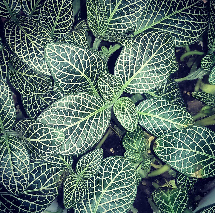 My beautiful flower fatonia