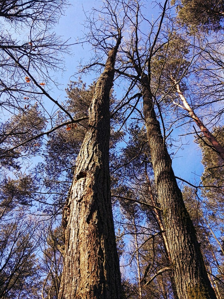 spring sky